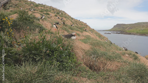 Atlantic Puffins (Fratercula arctica) at Borgarfjörður eystri, Eastern Iceland. Puffin outside the burrow. The puffins come to nest.