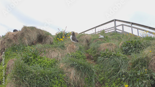 Obraz na płótnie Atlantic Puffins (Fratercula arctica) at Borgarfjörður eystri, Eastern Iceland. Puffin outside the burrow. The puffins come to nest. w salonie