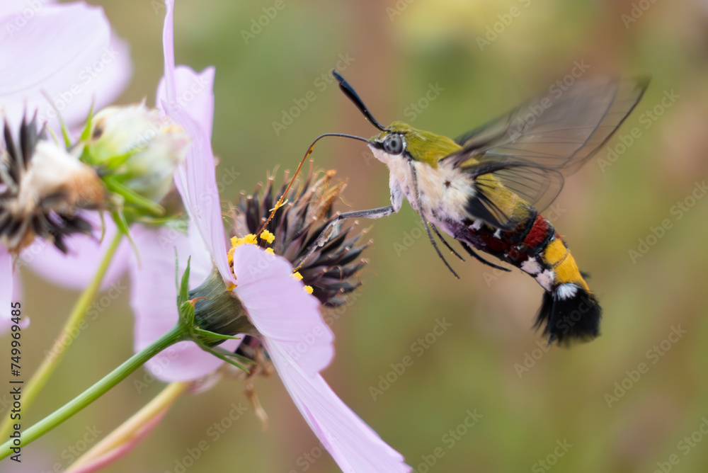 コスモスの蜜を吸いにやってきたオオスカシバ