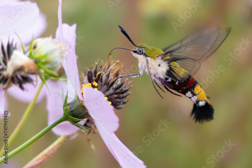 コスモスの蜜を吸いにやってきたオオスカシバ