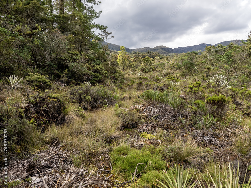 A hilly biotope in the Spectacled Bear Reserve. Santuario del Oso de Anteojos. Colombia.