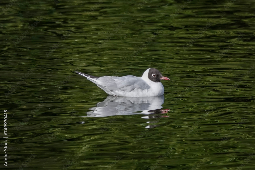 Black-headed Gull (Chroicocephalus ridibundus) approaching summer plumage Black-headed Gull (Chroicocephalus ridibundus) approaching summer plumage