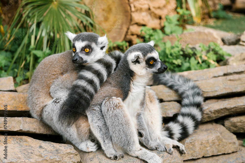 Fototapeta premium Pair of Lemurs on Stone in Habitat