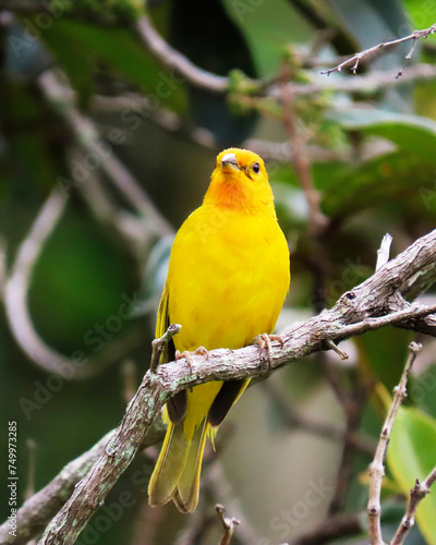 bird  canary with its characteristic yellow color in its habitat surrounded by nature