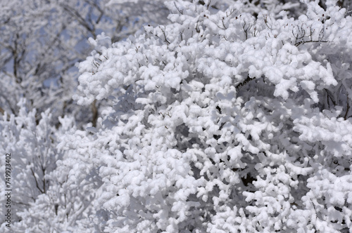 厳冬の木 © 吉夫 内田