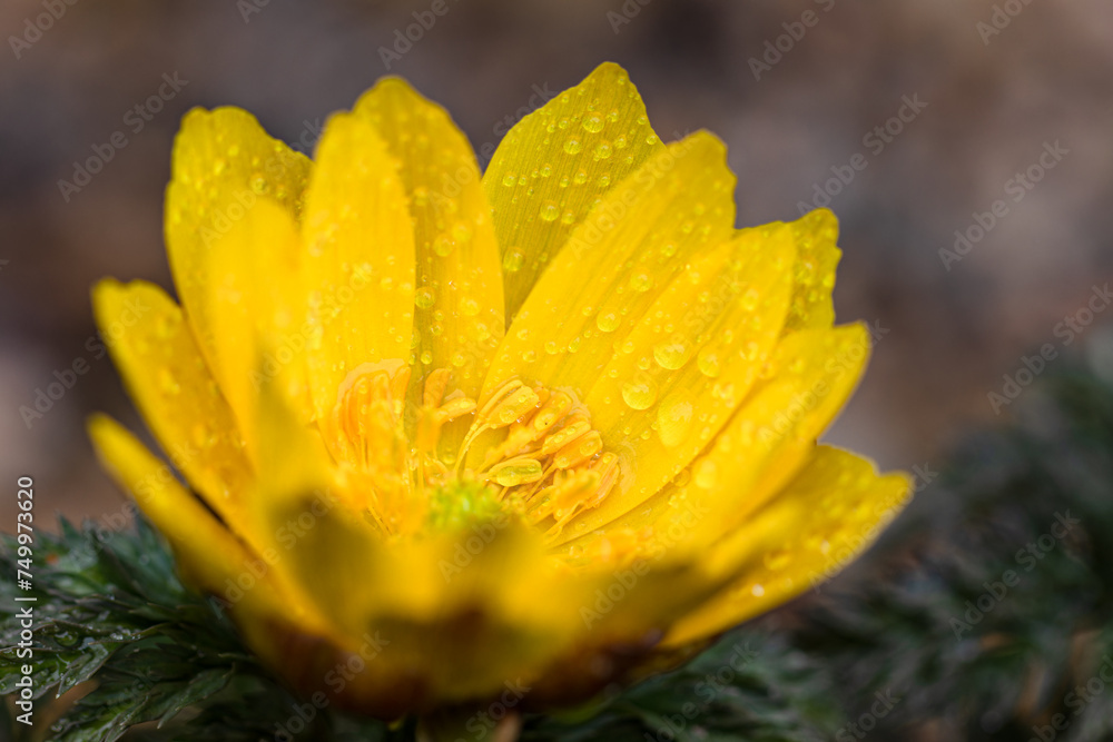 Fototapeta premium 雨上がりの福寿草