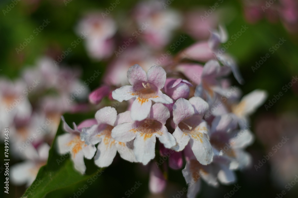 Fototapeta premium Blüte