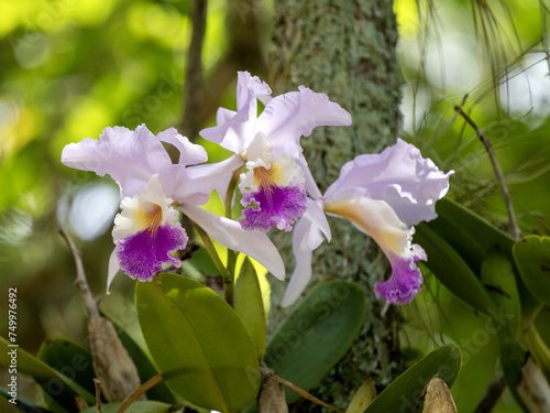 Blooming orchid on a tree. Colombia