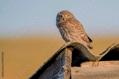 Little Owl