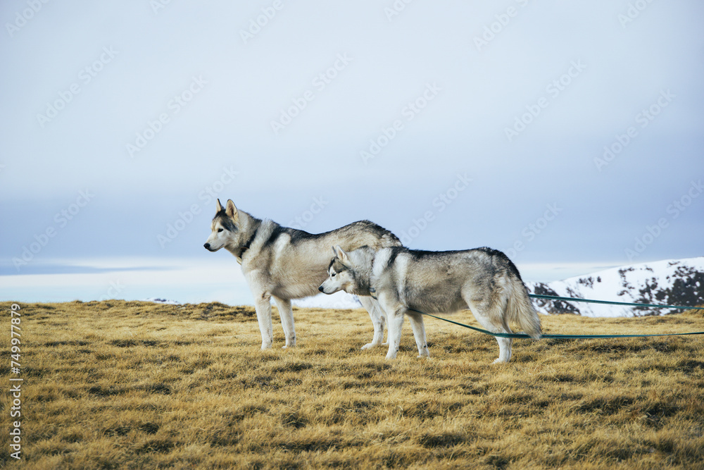 Siberian husky hiking in Pic Maia, Andora Siberian husky hiking in Pic Maia, Andora