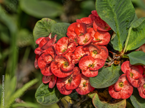A grouping of red flowers in the forest. Colombia. photo