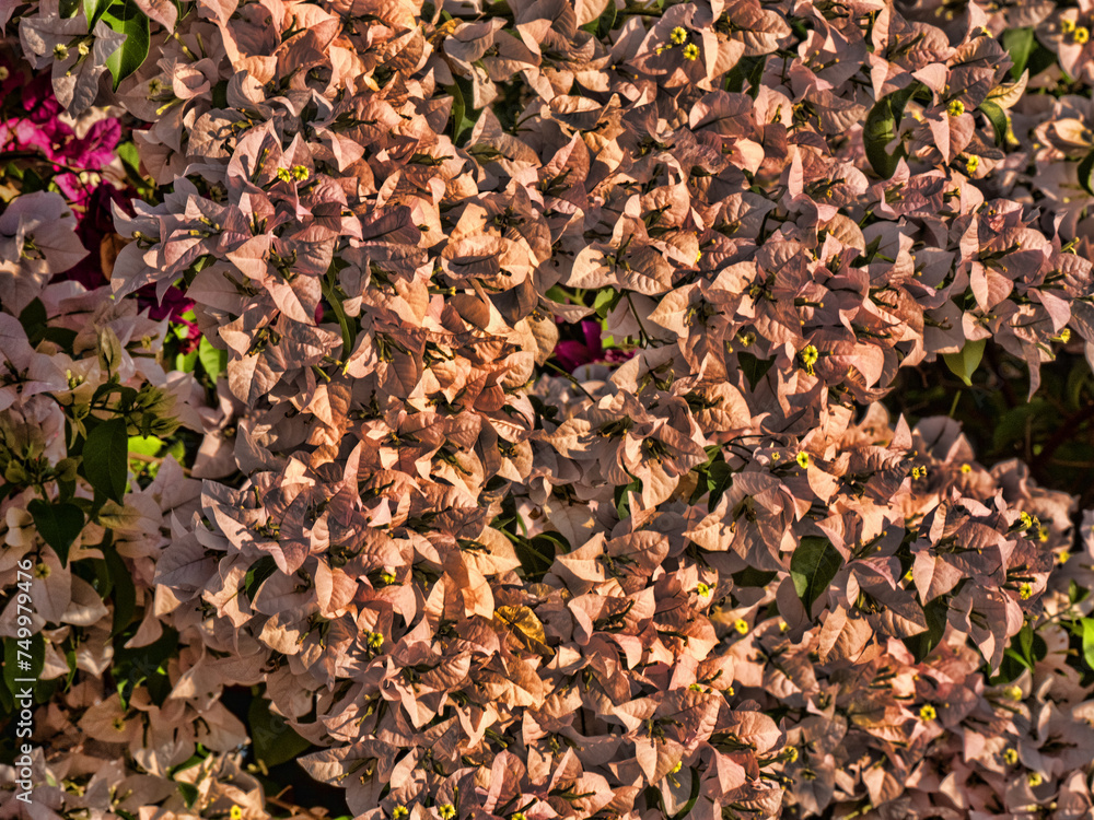 A bush covered in pink flowers Wakata Biopark, Colombia A bush covered in pink flowers Wakata Biopark, Colombia