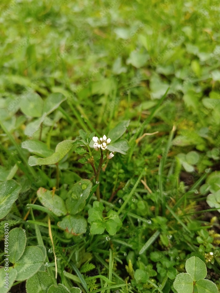 Fototapeta premium green grass