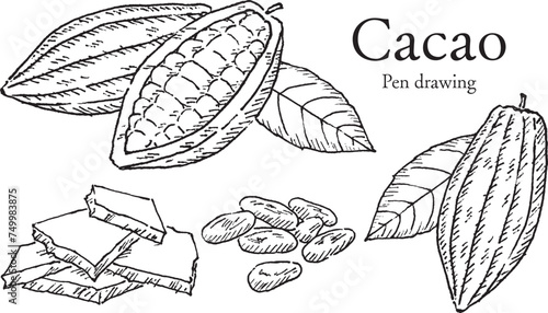 カカオの実カカオ豆チョコレートペン画