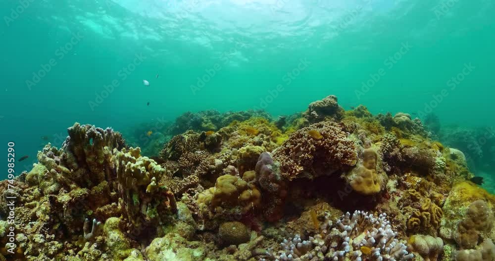 Fish and coral reefs under the sea. Underwater background. Coral reef and fish underwater world. Fish and coral reefs under the sea. Underwater background. Coral reef and fish underwater world.