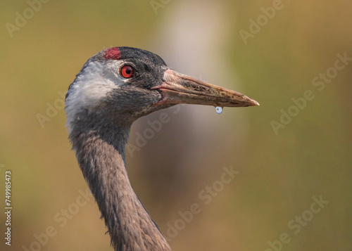 Crane Portrait