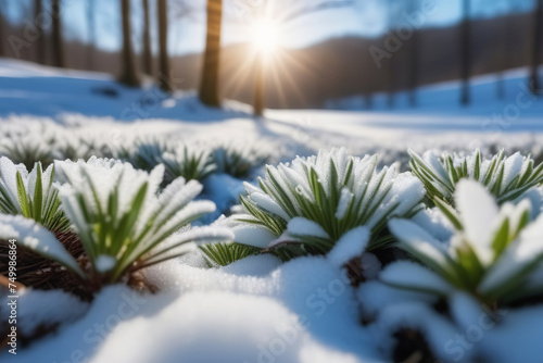 Green grass sprouts from under snow that melts in spring early. Close up. Sunrise in winter. sunrays shine through winter landscape. Frosty blurry background texture on icy meadow. Spring forest