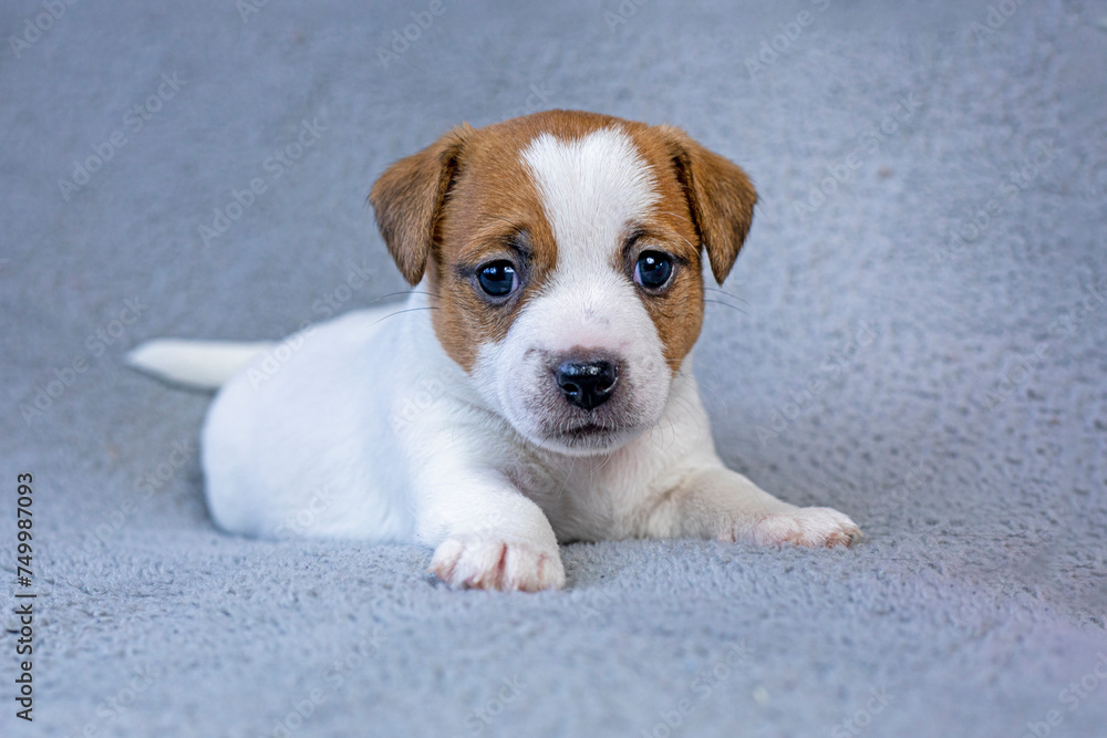 cute Jack Russell terrier puppy with a white spot in the shape of a heart on his muzzle lies on a gray background