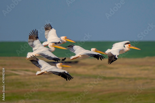 Pelicans 