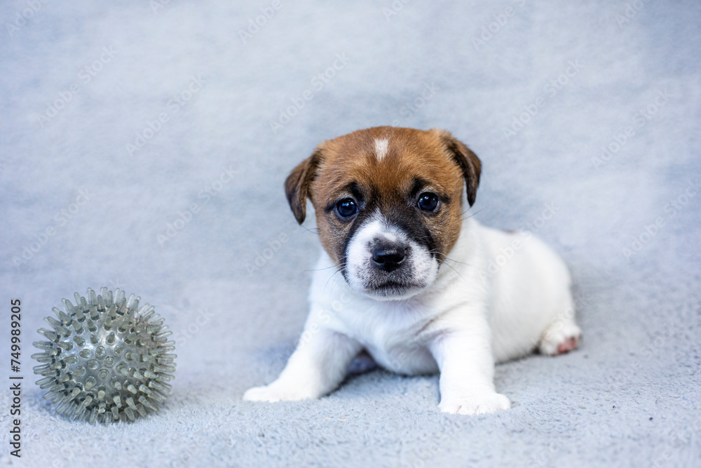 cute male Jack Russell Terrier puppy sitting on a gray background cute male Jack Russell Terrier puppy sitting on a gray background