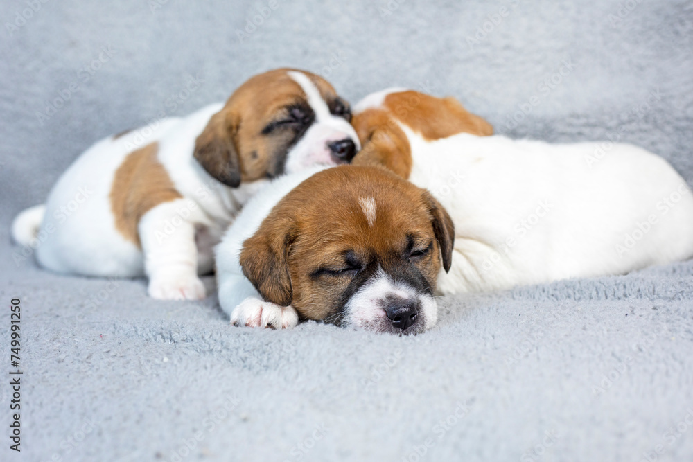 beautiful Jack Russell terrier puppy sleeping on a gray blanket beautiful Jack Russell terrier puppy sleeping on a gray blanket
