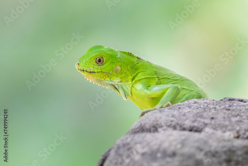 Brazilian Wildlife is very beautiful and have many species with colorful variables. Are apes, lizards, mammals, felins, caimans, cats, bats, crabs and many others. © judsoncastro
