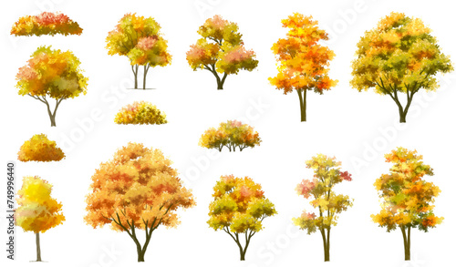 Vertor set of autumn tree,plants side view for landscape elevation and section,eco environment concept design,watercolor ginkgo tree illustration,colorful  season © Wattanapong