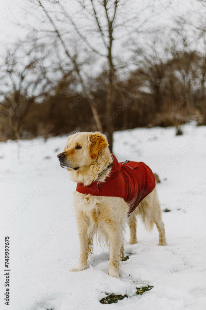 Perro Golden Retriever con un chubasquero rojo en un paisaje nevado. Perro en la nieve. 