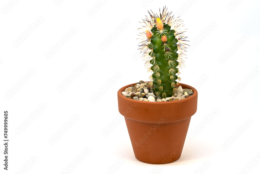 Kleiner Kaktus Echinocereus mit Knospen Kleiner Kaktus Echinocereus mit Knospen