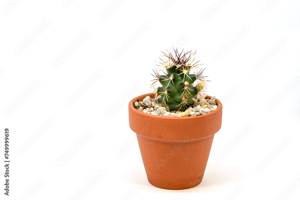Fototapeta premium Kleiner Echinocereus Kaktus