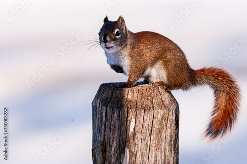 American Red Squirrel (Tamiasciurus hudsonicus), standing oon top of a fence pole, one leg lifted. photo