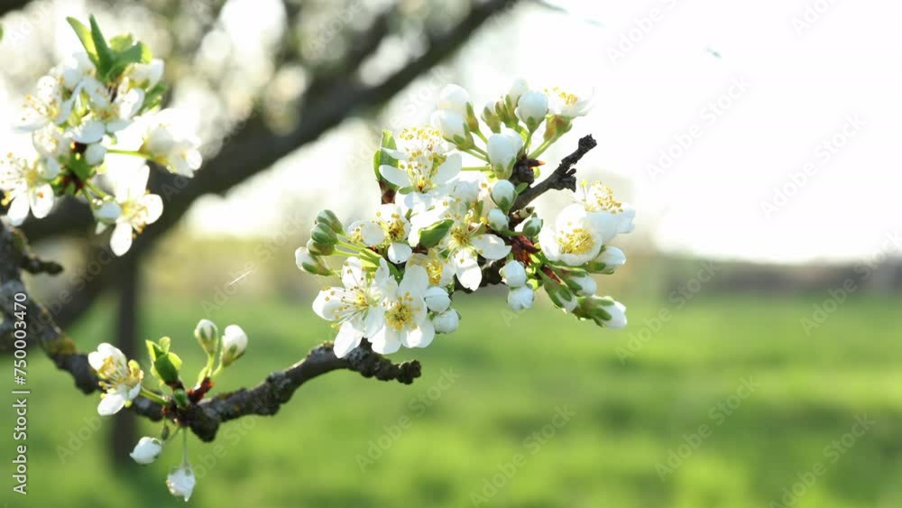 Blooming plum tree branch. White plum blossom and petal in spring breeze Blooming plum tree branch. White plum blossom and petal in spring breeze