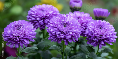 A close-up view of a cluster of vibrant purple aster flowers in full bloom