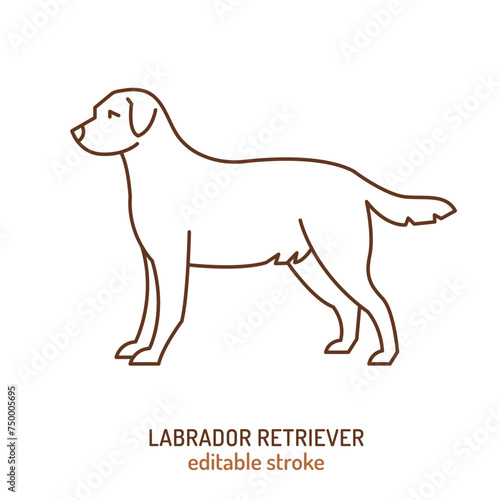 Labrador retriever silhouette  outline contour sketch. Most popular dog icon  sign.