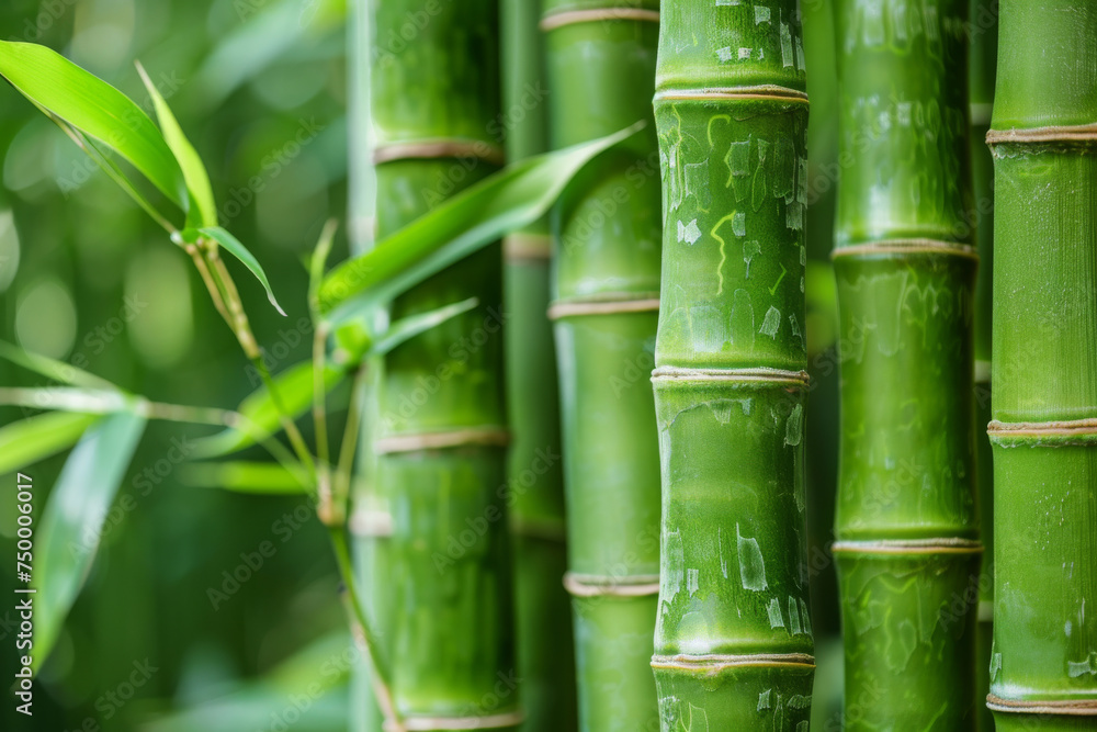 Fototapeta premium Lush Green Bamboo Stalks in Serene Forest Setting