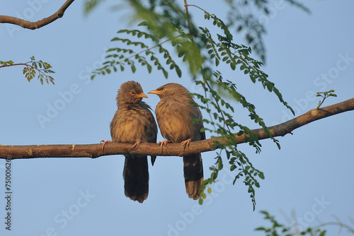 Pair of  Jungle Babbler (Halcyon smyrnensis) sitting on the branch of tree in the Tarahara village.