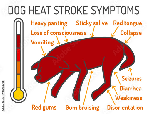 Dog heat stroke symptoms. Medical infographic. Landscape veterinarian poster.