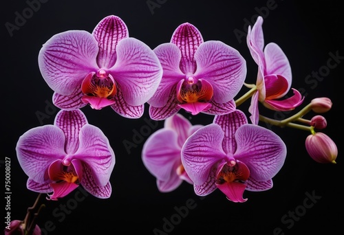 branch of pink orchids against a contrasting dark and light background  capturing the intricate patterns and colors in the flowers    centers