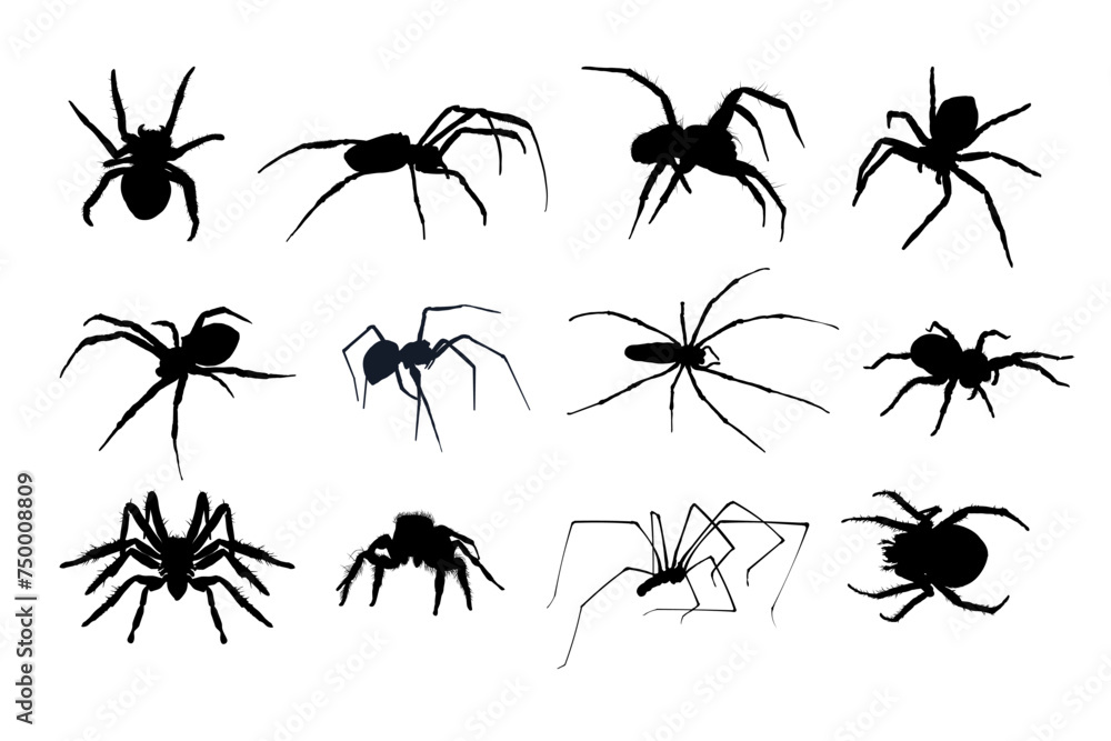 set of spider silhouette isolated - obrazy, fototapety, plakaty 