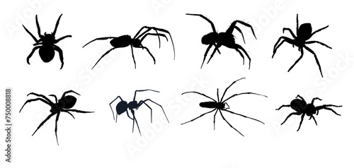 set of spider silhouette isolated © KR Studio