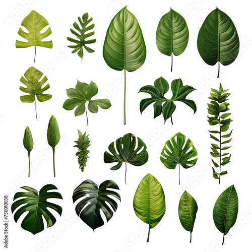  set of exotic big leaf green interior home plant for decoration and different foliage leaves and petals closeups cotout isolated on transparent background photo