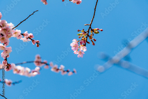 早咲の河津桜の花