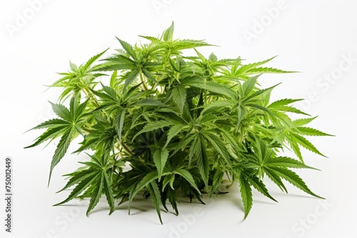 Fresh green cannabis plant isolated on a white background. This image is perfect for illustrating articles about marijuana legalization, medical marijuana, or the cannabis industry.