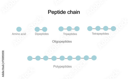 The structure molecule of peptide chain that contains the molecule of amino acid and peptide bond: Dipeptide, Tripeptides, Tetrapeptides and polypeptides.