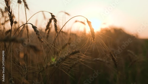 golden wheat field, agriculture, farm, young fresh ear wheat, field farm sunset, dawn field, farm grain business, grain industrial production, grain harvest, landscape nature sunset, eco, industry photo