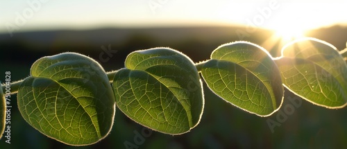 Close Up of Plant With Sun in Background