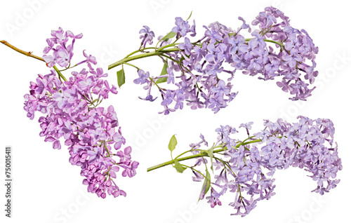 violet isolated beautiful blooms of three lilac branches
