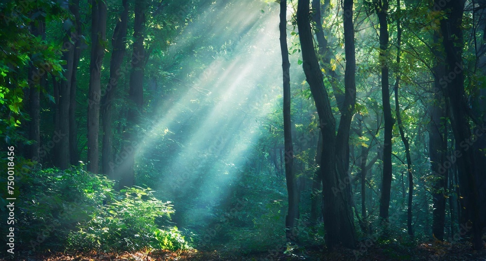 神秘的な森の奥から光が差している光景、ワイドVer
