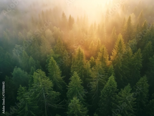 Aerial view of a lush forest  bathed in the golden light of sunrise  highlighting the beauty of nature