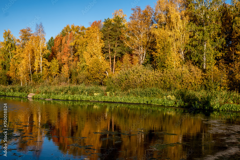 River bank with autumn forest. Trees on the shore of the lake with yellow leaves. River bank with autumn forest. Trees on the shore of the lake with yellow leaves.